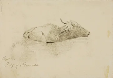 Buffalo, Nicomedia-bukten