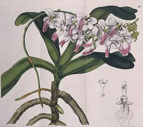 Aerides Crispum (orkidé) publicerad av I. Ridgway