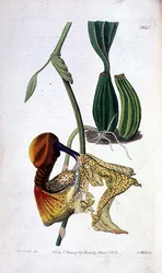 Orchid: Laelia autumnalis, utgiven av I. Ridgway