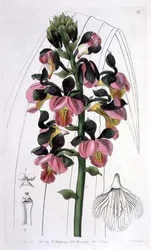 Orchis Lissochilus Roseus, utgiven av I. Ridgway
