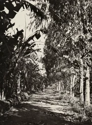 Att bygga ett imperium i den fascistiska tidsåldern: en fruktlund i Cheren, 1936-05-09 (s/v foto)
