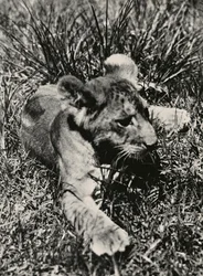 ”Att bygga ett imperium” i den fascistiska eran: ett exemplar av ett ungt lejon, 09/05/1936