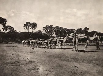Bygga ett imperium i den fascistiska tidsåldern: karavan av kameler, 1936-05-09 (s/v foto)
