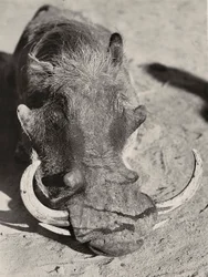 Att bygga ett imperium i den fascistiska tidsåldern: huvudet av ett vildsvin, 1936-05-09 (s/v foto)
