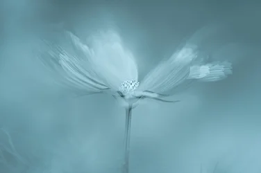 Drömmande blå blomma