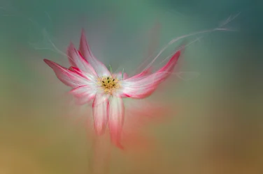 Eterisk rosa blomma