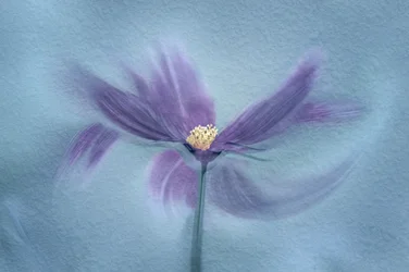 Eterisk lila blomma