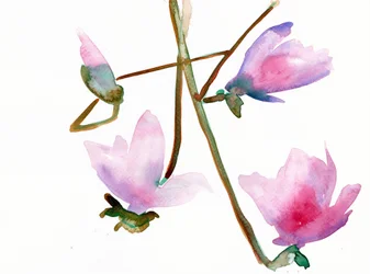 Magnolia 1, 2022 (akvarell på Langton, 300 g/m² kallpressat papper)