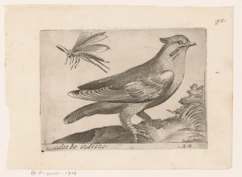 Pestvogel (Bombycilla garrulus) Colonbo indiano (titel på objekt) Vogels (serietitel)