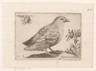 Vogel Passra Indiana (titel på objekt) Vogels (serietitel)