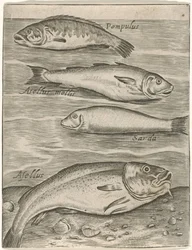 Studieblad met vier vissen Fisk live-ikoner (serietitel)