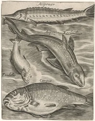 Studieblad met vissen Fisk live-ikoner (serietitel)