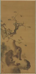 Apor på en klippavsats, 1615-1868.