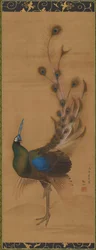 Påfågel, 1786.