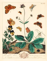 Fet fritillary, Euphydryas aurinia, högbrun fritillary, Fabriciana adippe, diskantfjäril, Aplocera plagiata, fläckig gul, Pseudopanthera macularia, och crimson och guldmal, Pyrausta purpuralis, på djävulsbiten skabb, Succisa pratensis, och