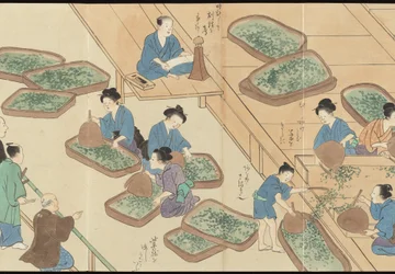 Illustrationer av teproduktionen i Uji