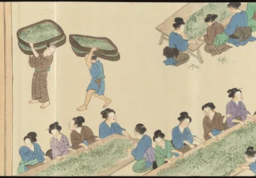 Illustrationer av teproduktionen i Uji