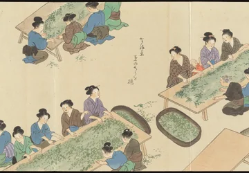 Illustrationer av teproduktionen i Uji