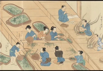Illustrationer av teproduktionen i Uji
