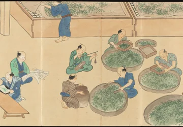 Illustrationer av teproduktionen i Uji