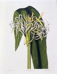 Crinum Declinatum, Plate 43 från 