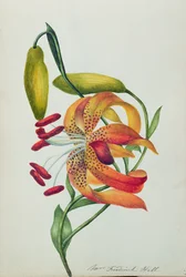 Tiger Lily (wc)