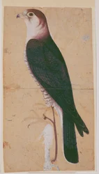 Falk