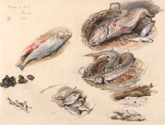 Studie av fisk, Venedig