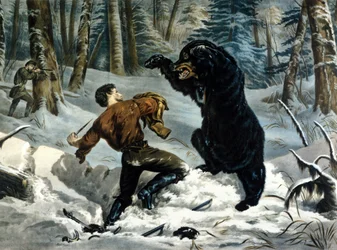 The Life of Trappers (Professional Hunters) i Kanada: En jägare attackeras av en Grizzlybjörn. Illustration av Yves och Currier.