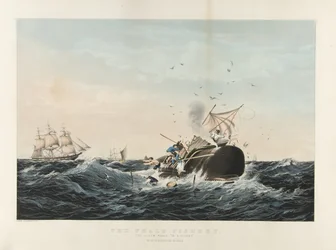 The Whale Fishery: Kaskelot 