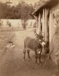 Sénart, åsnan från Biribi
