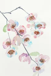 Ömtåliga rosa blommor