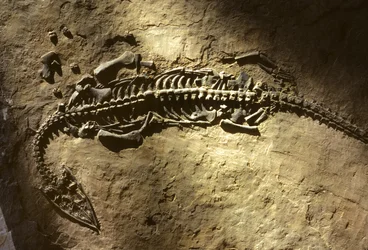 Fotografi av ett marint ryggradsdjursfossil från triasperioden från en Pachypleurosaurus