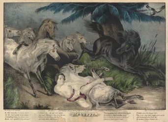 Mazeppa, tallrik 3 (omgiven av vilda hästar)
