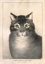 Favoritkatten, 1838-46., 1838-46.
