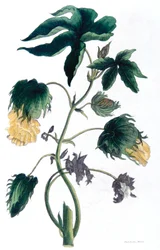 Gossypium - bomullsväxt, 1823