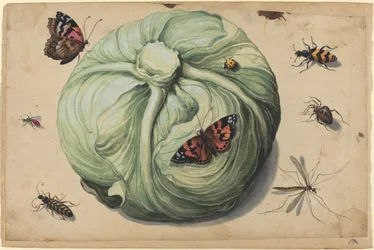 Kålhuvud med insekter