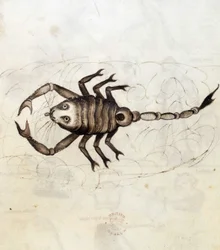 Sloane 3983. Folio nr: 23 Stjärntecknet Skorpionen (vellum)