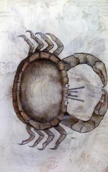 Sloane 3983 f.14v, En krabba, stjärntecken för Kräftan