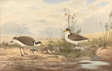 Maskenkiebitz, Vanellus miles
