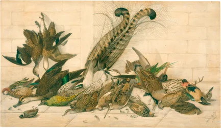untitled (australiska gamebirds)