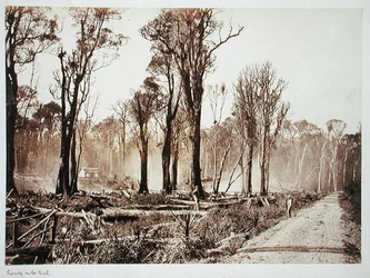 Seventy-Mile Bush (sepiafoto)