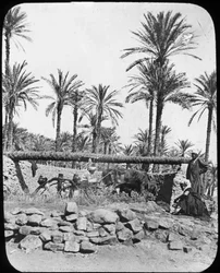 Vattenhjul, Egypten, c1890
