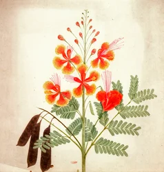 Blomstudie, ca 1840 (akvarell)