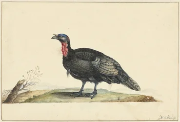 Fågel med svarta fjädrar och en röd skörd, stående, vänd åt vänster