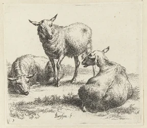 Torka fåren Schapen (serietitel) Djur dragna till liv och tryckta med vatten för stark luft av Studio and Art of Nicolai Berchem (serietitel)