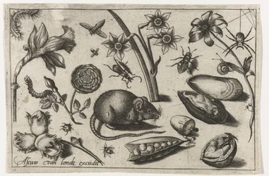 Blommor, en mus, insekter och en mussla Fåglar, blommor, insekter etc. (serietitel)