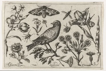 Blommor, insekter, nattpåfågelöga och en kråka. Fåglar, blommor, insekter etc.