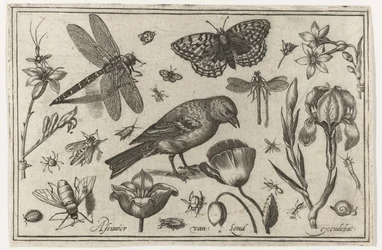 Blommor, trollslända och fågel Fåglar, blommor, insekter etc. (serietitel)