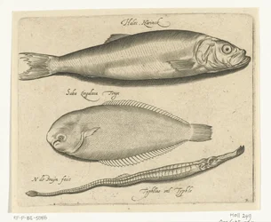 Sill, tunga och pipfisk Libelivs diverse Genera piscium complectens (serietitel) Sötvattensfisk, havsfisk, grodor, kräftdjur och havsdjur (serietitel)